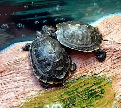 Tips for Buying Slider Turtles